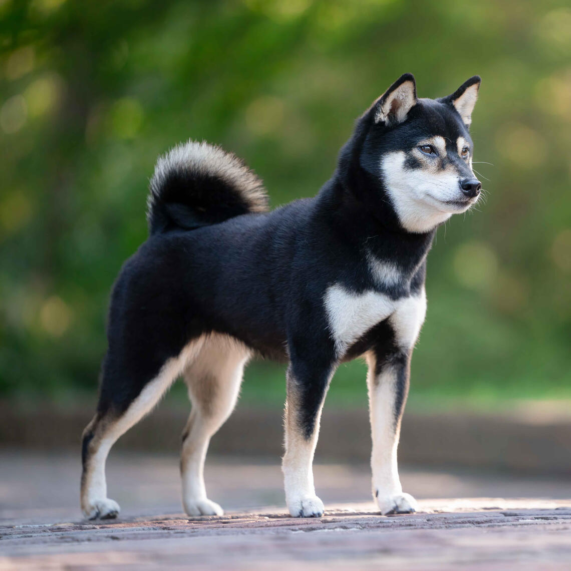 SHIBA INU
