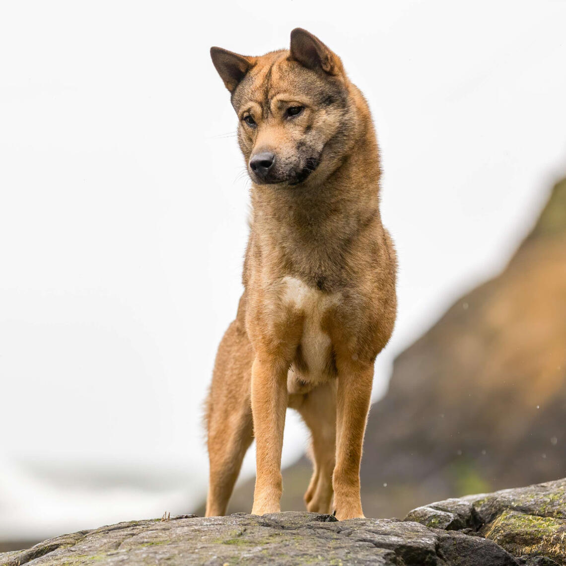 KISHU KEN